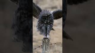 The Great Gray Owl Strix nebulosa [upl. by Aneehsak]