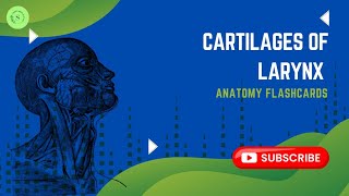 Cartilages of larynx  Anatomy Flashcards  Clinical Insights  Dr Areej Fatima [upl. by Homans]