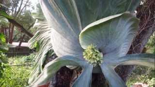 Worlds Largest Staghorn Fern [upl. by Micco]