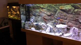 MY AFRICAN CICHLID TANKS  A CLOSER LOOK HD [upl. by Birmingham]