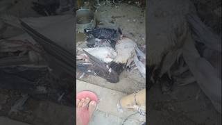 King and Queen death pigeon kabutar love [upl. by Nitsreik807]