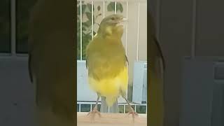 تغريدالكناري saka kanarienvogel फिंचफिंच تقديم طفرات صغار kenari fringuello [upl. by Arriec441]