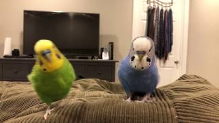 Pixels Name is Kiwi  Parakeet Talking wCaptions [upl. by Tiphanie267]