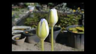 Nymphaea Gigantea Albert de Lestang 熱帯スイレン ギガンティア アルバート･デ･レスタングの開花動画 [upl. by Aicenod279]