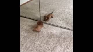 Dachshund Puppy Barks at Himself in Mirror [upl. by Eissat11]