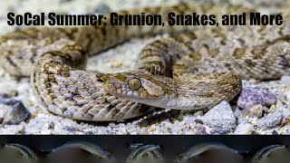 SoCal Summer Grunion Snakes and More [upl. by Leviram]