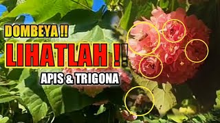 LIHATLAH ‼️ Ramainya Lebah Apis amp Trigona di Bunga Dombeya flower that bees like the most dombeya [upl. by Griffin]