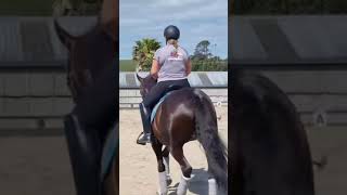 Fossick  NZ Warmblood gelding [upl. by Nagek]