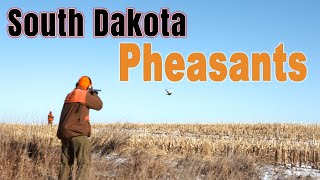 South Dakota Late Season Pheasant Hunting [upl. by Htaek]