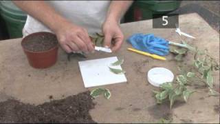 How To Propagate Semi Ripe Stem Cuttings [upl. by Theis]