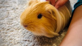 Cute Guinea pig video [upl. by Morra]