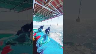 Bay of Bangal sea fishing dangerous fishing trading shorts foryou [upl. by Seligmann834]