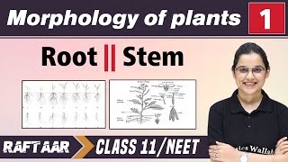 Morphology in Plants 01  Root  Stem  Class 11NEET  RAFTAAR [upl. by Thorny758]