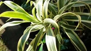 Dracaena Reflexa Song of India  Dracaena Surculosa Milky Way [upl. by Truk959]