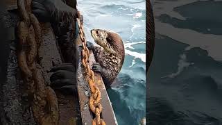 Deep sea fishing sealions viralvideo shorts [upl. by Wehrle95]