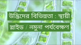 উদ্ভিদের বিভিন্নতা নমুনা শণাক্তকরণ  Ulothrix এর স্থায়ী স্লাইড পর্যবেক্ষণ [upl. by Noside]