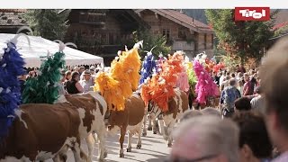 Almabtrieb Tirol  Kelchsau Kitzbüheler Alpen 🐮 [upl. by Narine]