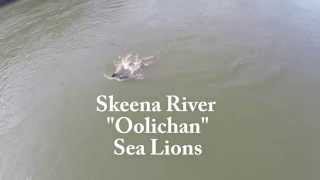 Skeena River Oolichan Sea Lions [upl. by Tollman]