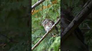 Northern sawwhet owl  Petite nyctale wildlife canada owl chouette l [upl. by Gilba409]