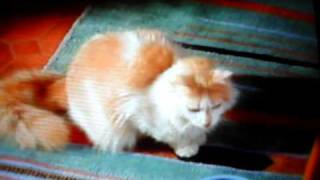 Funny Cat Commercial quotEychquot [upl. by Mcroberts]