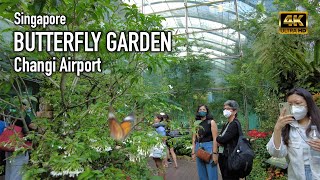 Singapore  Butterfly Garden  Changi Airport [upl. by Benedikt223]