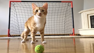 Goalkeeper Cat Training for 2022 FIFA WORLD CUP  Epic Saves in Slow Motion [upl. by Sherris]