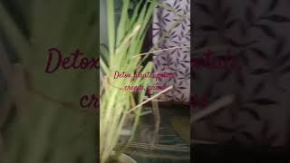 detox plants HomeGardenIdeas [upl. by Ellehsar182]