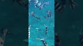 Just some BEAUTIFUL fish in the coral reef coralreef seafish [upl. by Nevag]