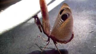 Peacock Mantis gets really mad [upl. by Guild]