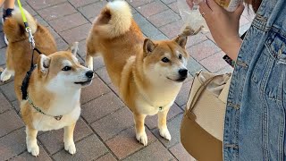 Shiba Inu found her longlost brother [upl. by Broderic235]