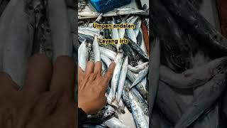 Lama kali hari minggu 🥲🥲 gatel pengen mancing shortsvideo [upl. by Tayib]