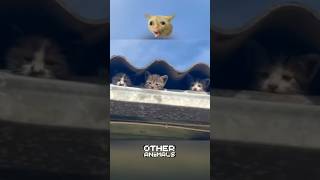 Blind spot😹 shorts funny animals cat dog pets cute otheranimals [upl. by Davidde140]