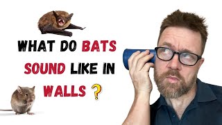 What Do Bats Sound Like in Walls A Sound Odyssey [upl. by Cull]