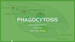 Phagocytosis [upl. by Browne]