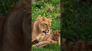 Lovely Moments of Lion Family disneysimba lion lovelions [upl. by Anyt978]