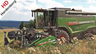 Harvesting Oilseed Rape  Fendt 5275 C PL  Koolzaad dorsen  Raiffeisen Technik  Rapsernte  2018 [upl. by Mensch58]