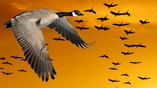 Wisdom of Geese Motivational [upl. by Annawot577]