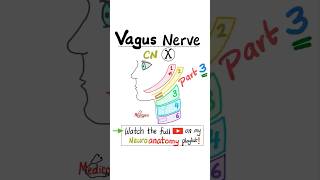 Vagus Nerve  10th Cranial Nerve  CN X  Neuroanatomy Part 3…anatomy biology physiology mbbs [upl. by Warton]