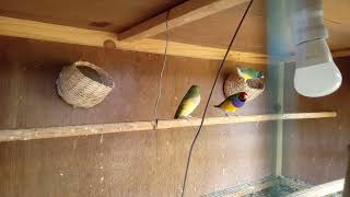 Gould Amadine gouldianfinch gouldian gouldamadine zebrafinches finches [upl. by Eilata327]