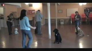 In Dogs We TrustDog Training Classes in London Ontario [upl. by Karli407]