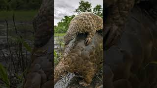 5 Things You Didnt Know About the Pangolin 🐾 [upl. by Aihsilat948]