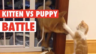 Puppy Vs Kitten Battle for Adorable [upl. by Yrrep877]