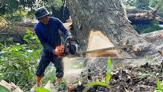 Cut down 4 trees FAST‼️ Stihl ms881 and husqvarna 395xp [upl. by Rooke480]