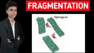 Fragmentation in spirogyra  Full process explained [upl. by Ahtibat]