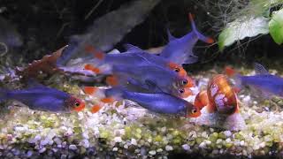 RummyNose Rasbora Sawbwa resplendens Feeding Frenzy Part 2 [upl. by Milzie3]