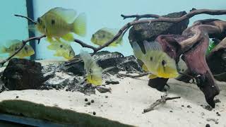 Geophagus balzani eating Fluval bug bites [upl. by Atikihc]