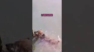 Perro realiza rescate heroico a gato que se ahoga [upl. by Sholley]