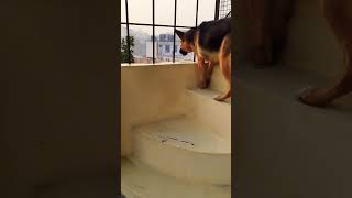 german shepherd dog barking  gsd dog barking  dog barking  puppy barking  Dogs voices [upl. by Nitsreik]