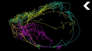 This Giant Neuron Could Explain Where Consciousness Comes From [upl. by Darbee]