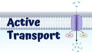 Primary and Secondary Active Transport Animation  SodiumPotassium Pump  Symport Protein [upl. by Armstrong643]